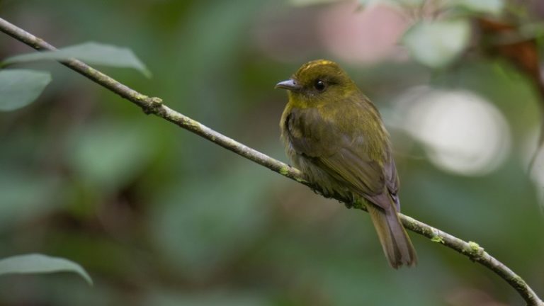 Leonardo DiCaprio celebra hallazgo de 30 especies de aves en Colombia